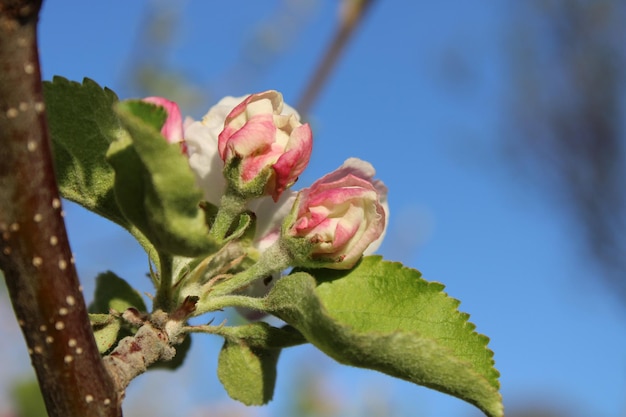 The apple tree is in bloom.