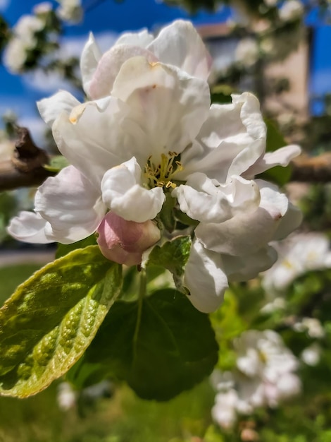 Apple tree is blooming in spring