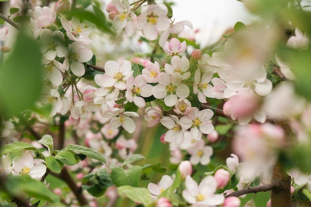 An apple tree is in a full bloom in spring