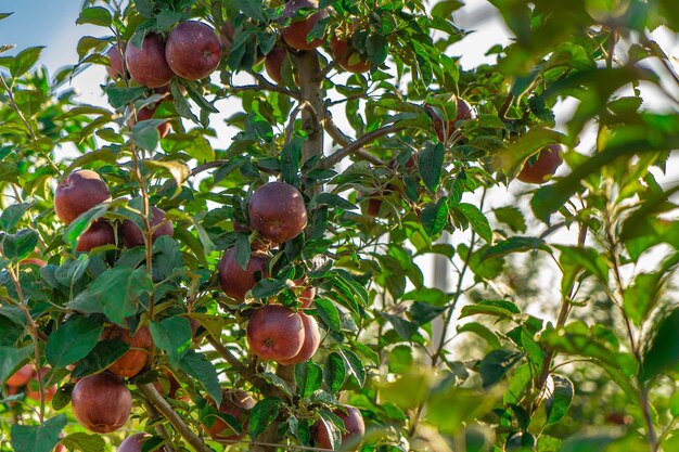 Industria di produzione del succo di melo, agricoltura del raccolto. giardino di mele