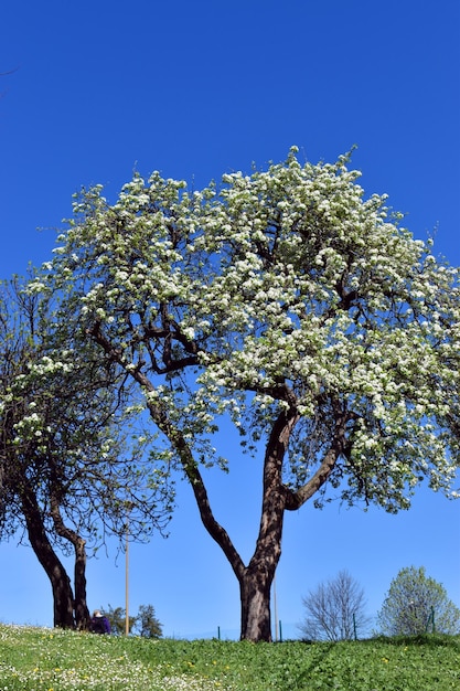 Яблоня Malus domestica в цвету в парке