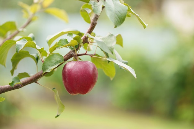 Яблоня в старом саду Яблоки готовы к сбору урожая на яблочной плантации Одинокое красное спелое яблоко на ветке
