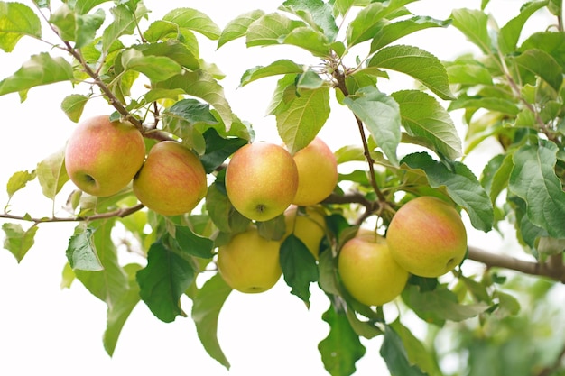 古い果樹園のリンゴの木は、緑の葉で育つ熟した黄色い果実のリンゴ