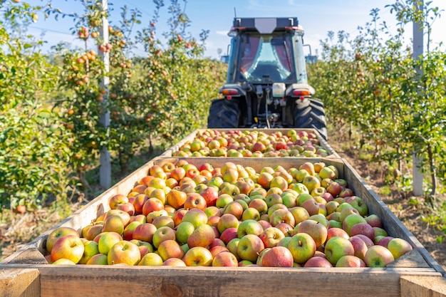 Apple tree orchard juice production industry, autumn harvest plants agriculture