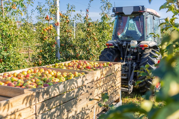 リンゴの木の果樹園のジュース生産産業、秋の収穫植物農業