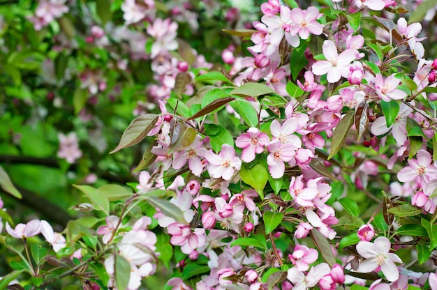 Apple tree pink flower blossoming at spring time floral background