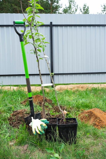 An apple tree seedling in the garden is prepared for planting in the open ground Fruit tree from the nursery growing organic fruits on your site