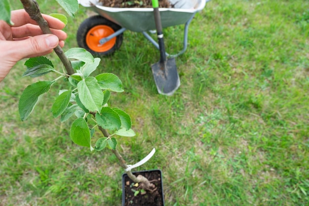 An apple tree seedling in the garden is prepared for planting in the open ground Fruit tree from the nursery growing organic fruits on your site