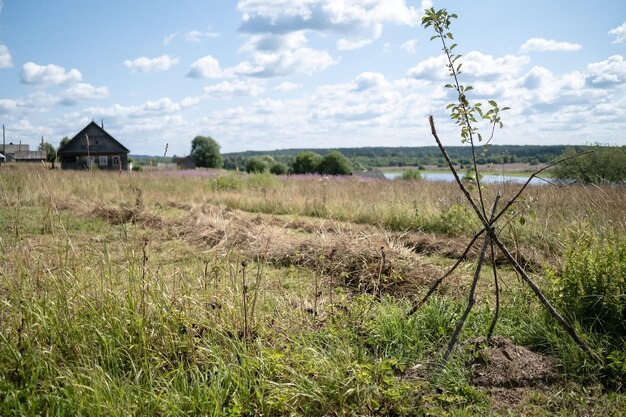 Apple tree seedling protected by a fence against the backdrop of a wonderful rural landscape on a summer day village lifestyle