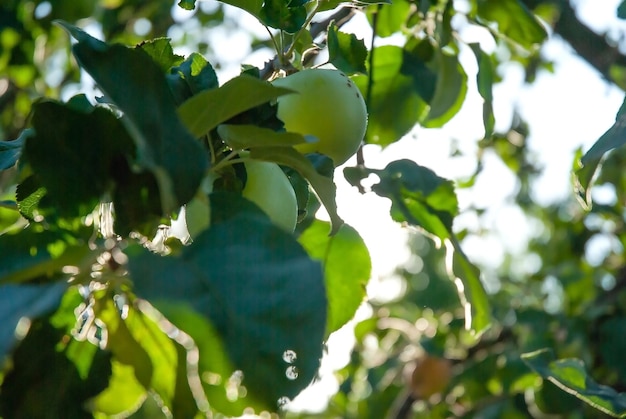 An apple tree in the sun