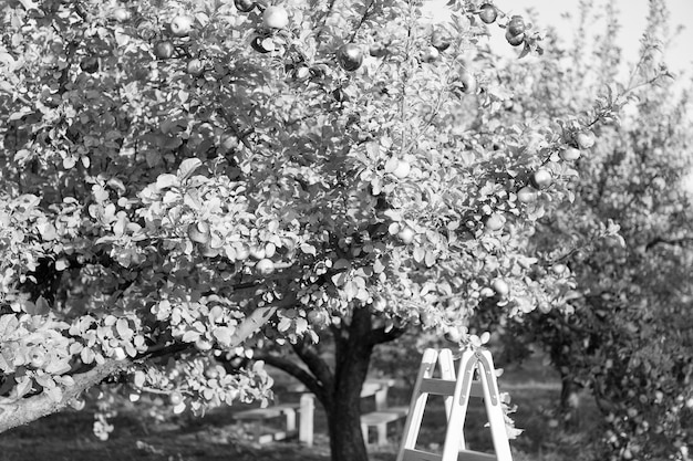 Foto melo in una giornata di sole giardino di alberi da frutto le mele mature crescono sugli alberi produzione di alberi da frutto giardino di mele o frutteto coltivazione e agricoltura di mele tempo di raccolta stagione del raccolto coltura di frutta