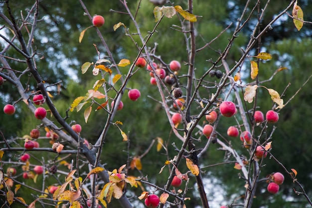 Apple tree with apples autumn fruit