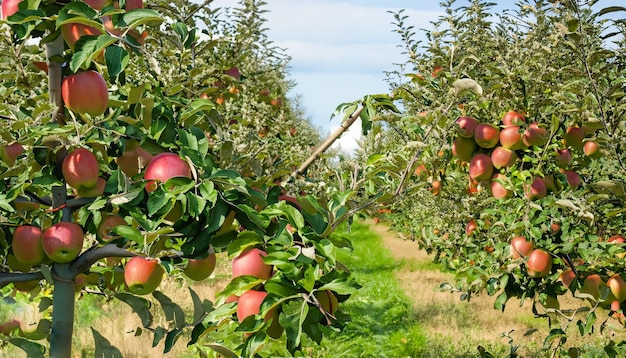 An apple tree with apples on it