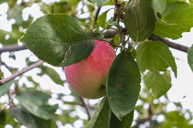 Apple tree with apples