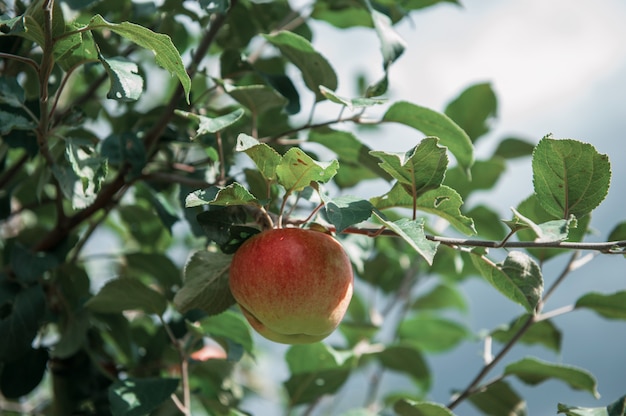 Apple tree with apples