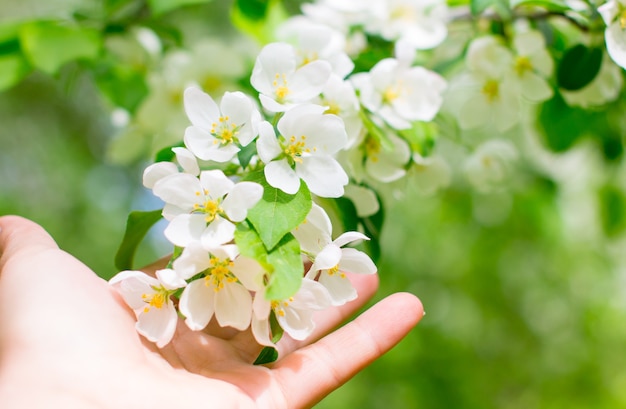 Apple tree with blooming white flowers