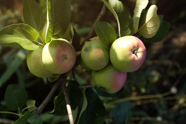 Apple tree with fresh and ripe fruits on sunny day closeup