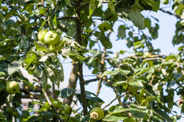 Photo apple tree with green fruits in village garden