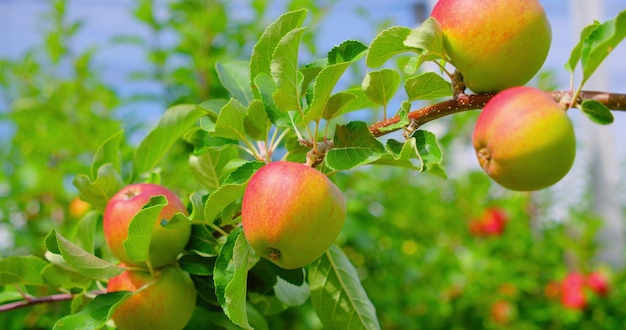 분홍색 즙이 많은 사과가 있는 사과 나무는 햇빛에 가까이 있습니다 붉은 과일은 정원 과수원의 가지에서 자랍니다 사과 바이오 식품 제품에 선택적 초점