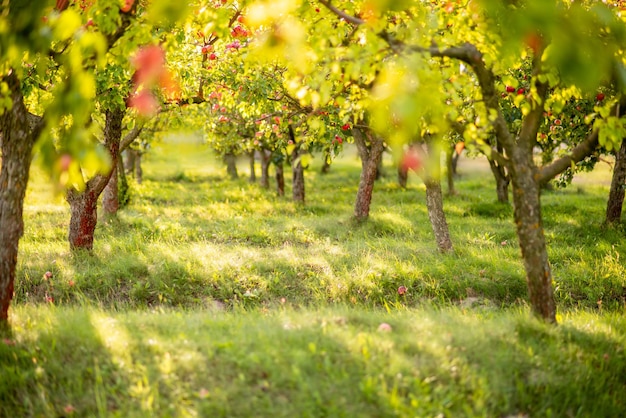 Apple tree with red apples in the garden Selective focus