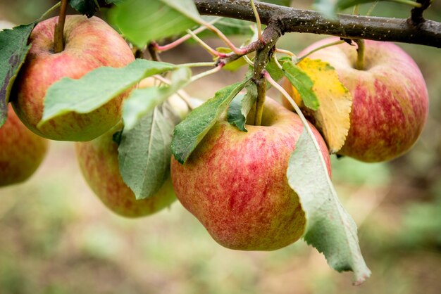 Apple tree with red apples.