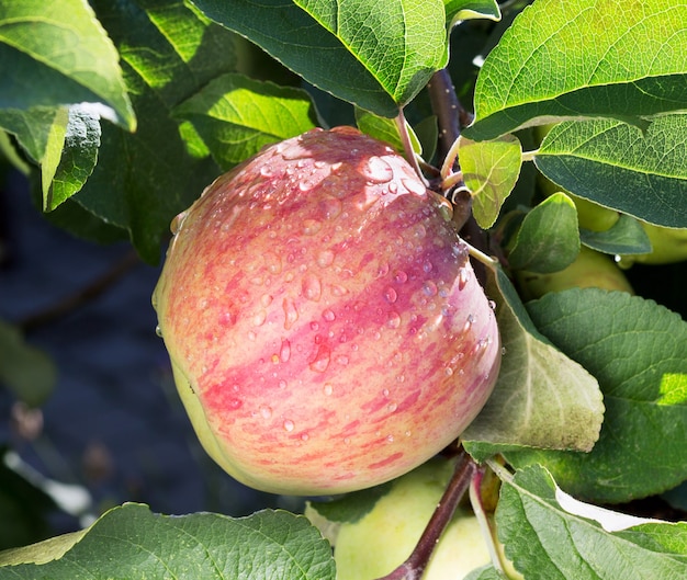 Apple tree with ripe apple fruit. Ripe apples growing on apple tree branch. Apple on tree after rain, close-up.
Wet apple.