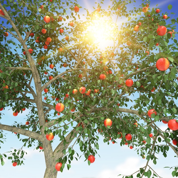 Apple tree with sunshines