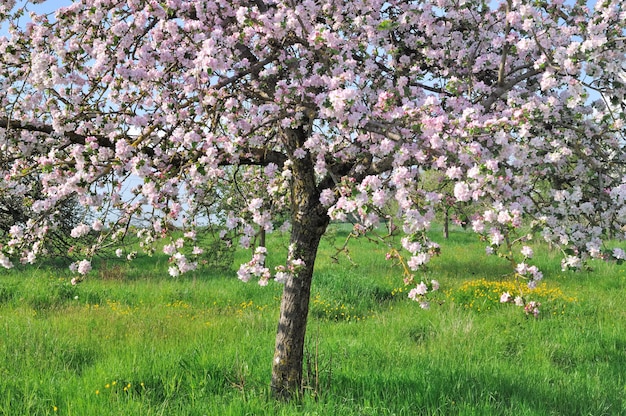 Apple tree