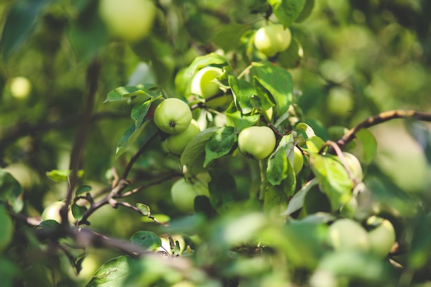 Photo apple tree