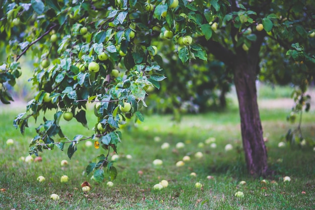 Photo apple tree