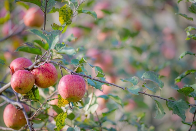 Apple tree