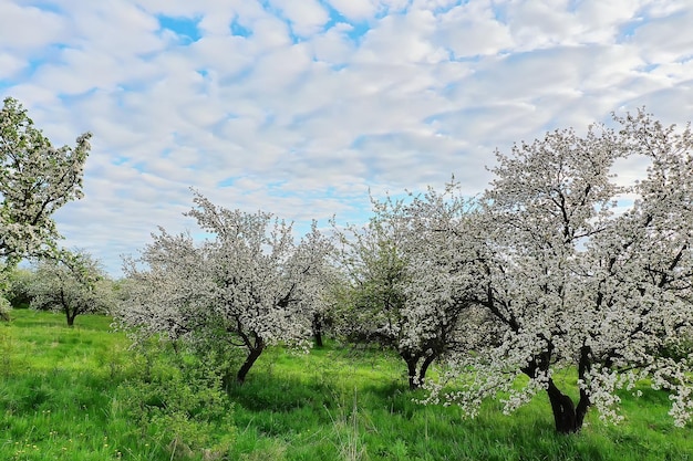 Apple trees blossom garden top view drone