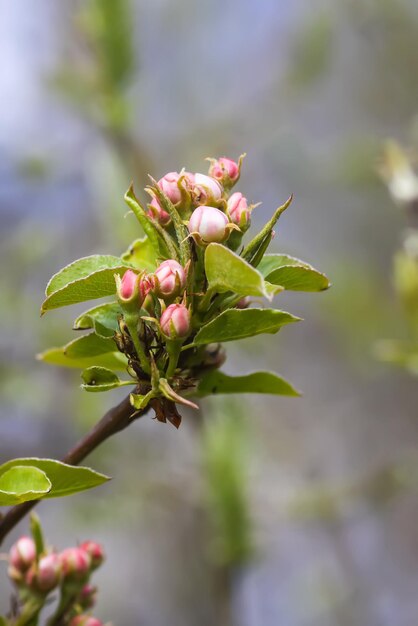 Photo apple trees flowers spring blossom in park beautiful nature background