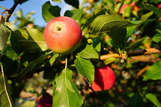 Apple trees in the garden with ripe red apples ready for harvest