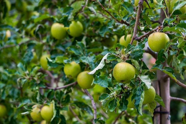 写真 イタリアのメラノのリンゴの木