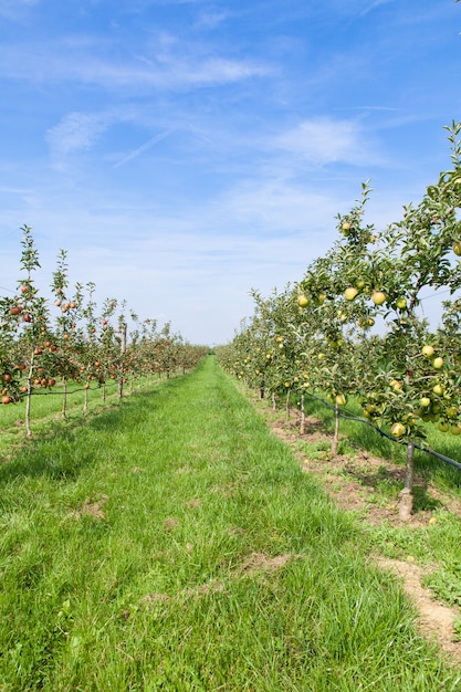 写真 リンゴの木が夏に果樹園のりんごが満載