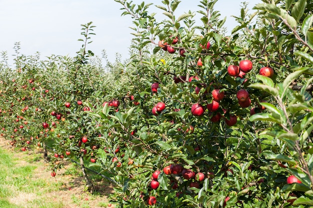 Apple trees loaded with apples in an orchard in summer