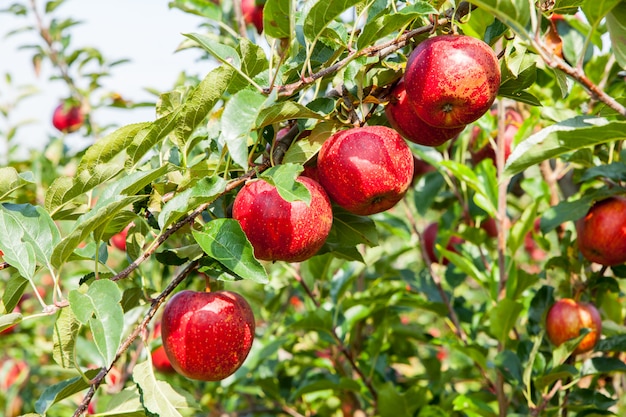 Apple trees loaded with apples in an orchard in summer