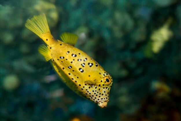 Photo apple valley, minnesota.  yellow boxfish; ostracion cubicus.