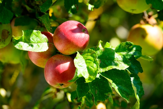 Apple-vruchten die op een tak van de appelboom groeien