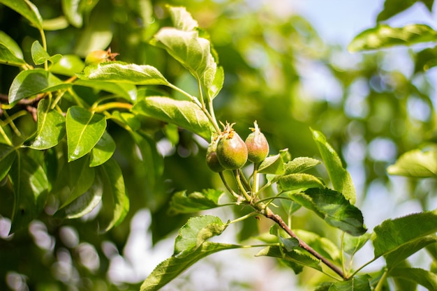 Photo apples apple buds apple tree nature