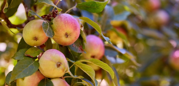 Apples An apple a day keeps the doctor away