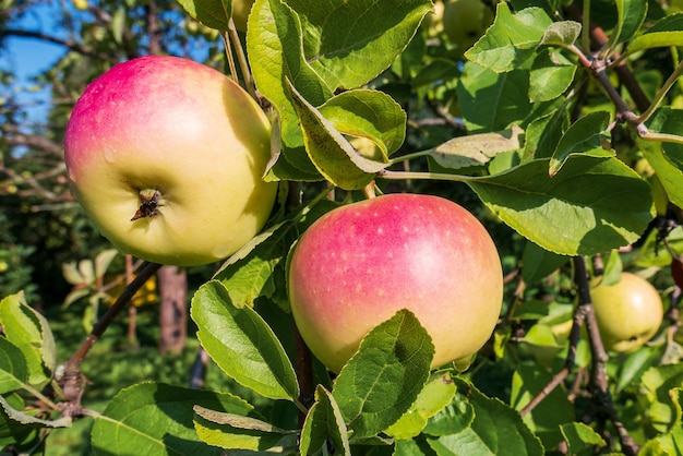 Apples on an apple tree branch Bright ripe fruit on a sunny day