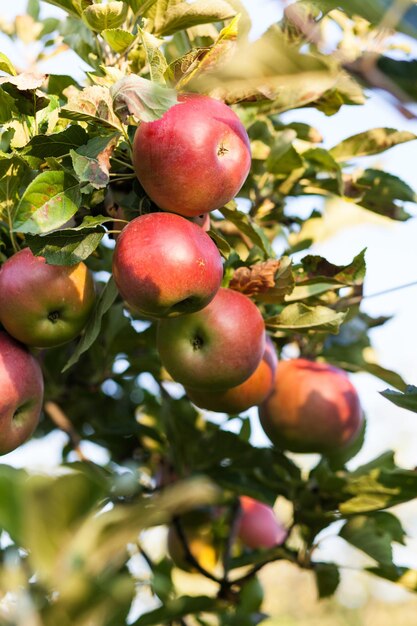 Photo apples in apple tree