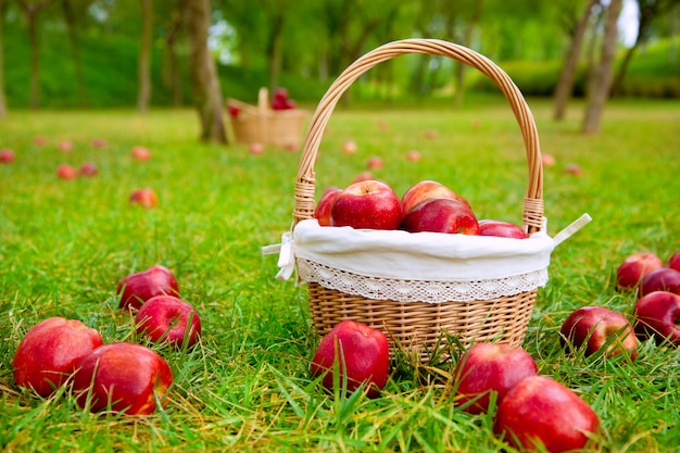 apples in basket on a grass trees field