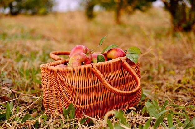 가을 사과 시골에서 유기농 사과와 바구니 야외 나무 바구니에 사과