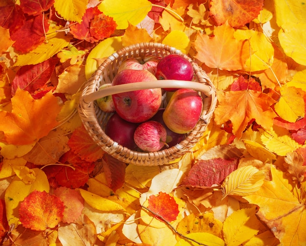 Apples in basket on wall of autumn leaves