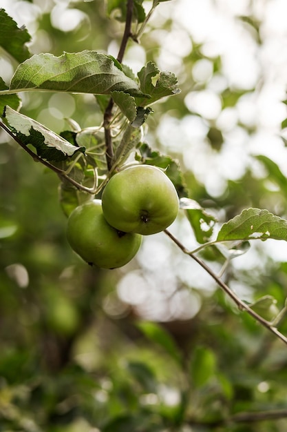 Apples on the branches of a tree Agriculture agronomy industry