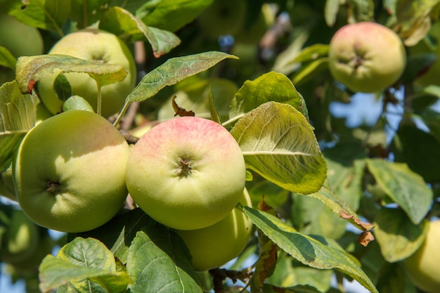 여름날 정원에 있는 나무 가지에 있는 사과는 자연적으로 흐릿한 배경을 가지고 있습니다.