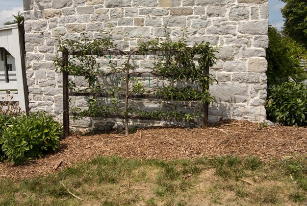 Apples on espalier tree on stone wall